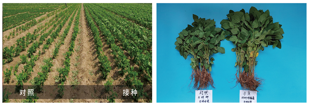 威廉希尔生物推进根瘤菌剂应用助力大豆产能提升