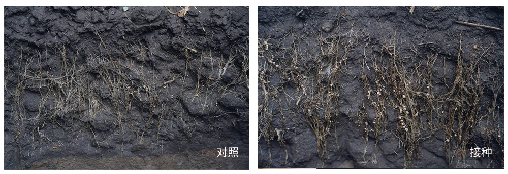 威廉希尔生物推进根瘤菌剂应用助力大豆产能提升
