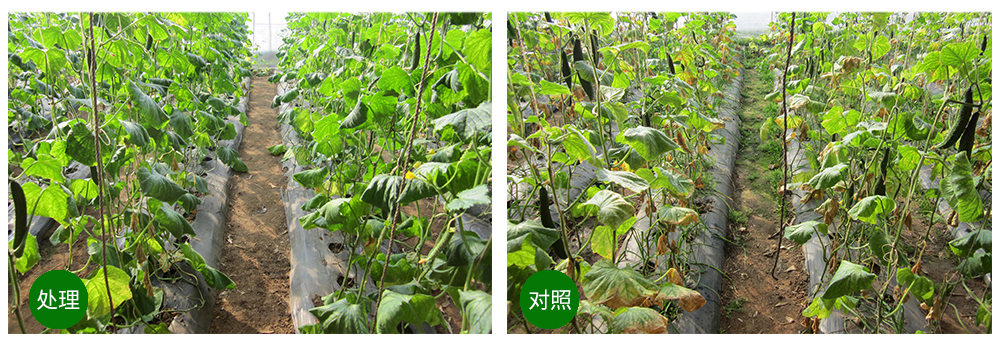 威廉希尔生物益根劲菌多糖解决黄瓜根结线虫问题