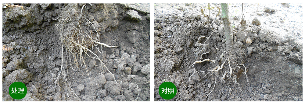 威廉希尔生物益根劲菌多糖解决黄瓜根结线虫问题